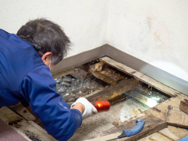 Best Mold Damage Repair  in Akron, IA