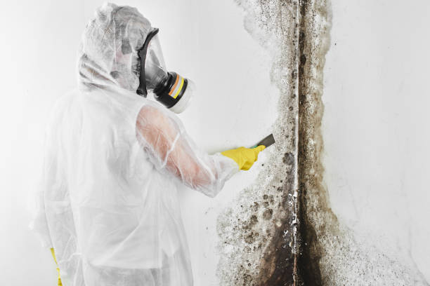 Best Residential Mold Removal  in Akron, IA
