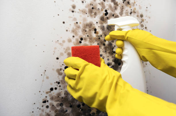 Best Emergency Mold Removal  in Akron, IA